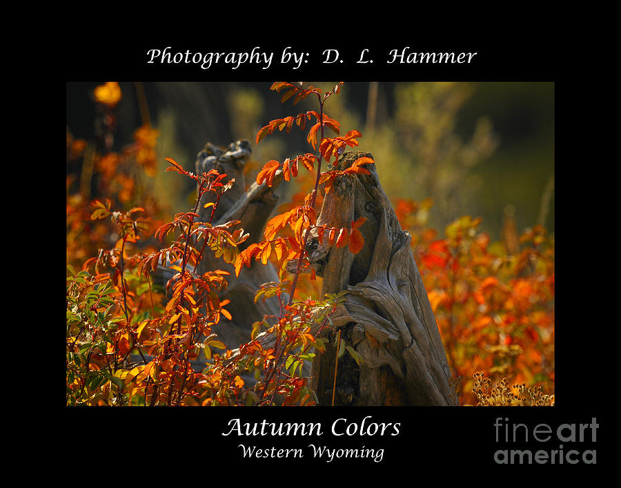 Autumn Colors Photograph by Dennis Hammer