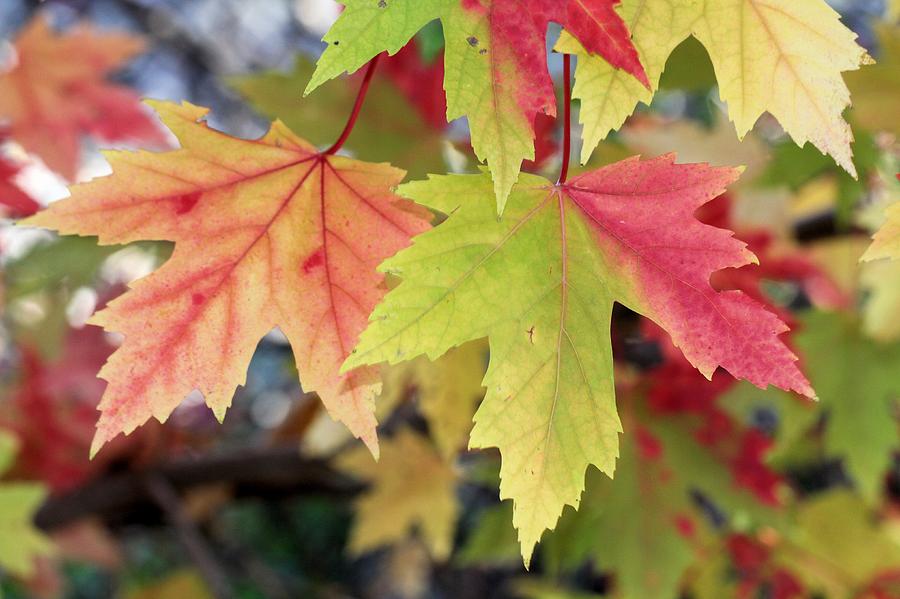 Autumn Silver Maple Leaves Photograph by Doris Potter