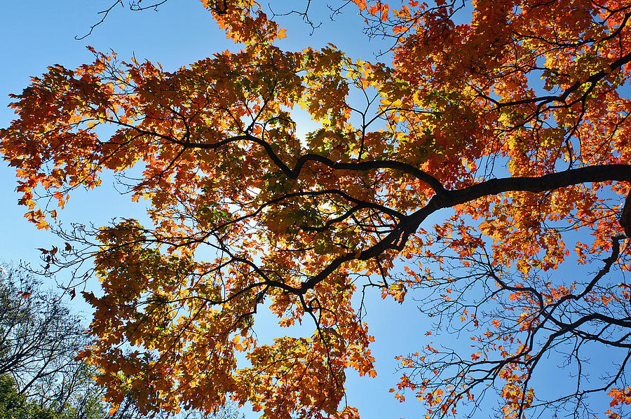 Autumn Colors Photograph by Ellen Tully