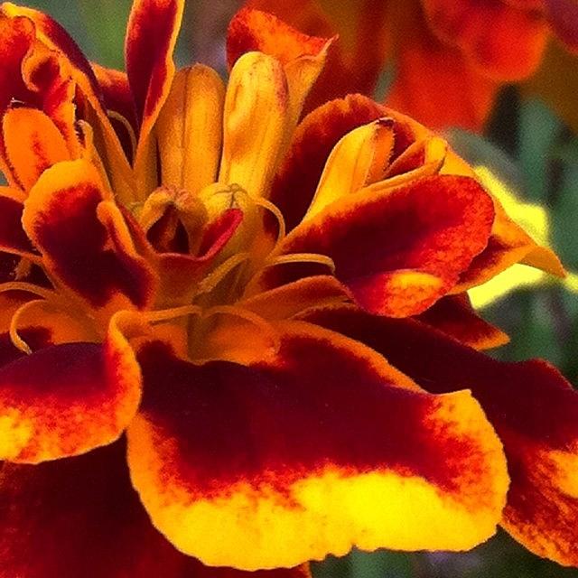 🍁autumn Colors🍂. #fav_flowers Photograph by Cici Corley-Washington