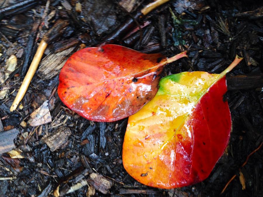 Autumn Colors Photograph by Felix Zapata