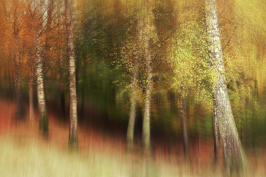 Tree Photograph - Autumn Colors by Gustav Davidsson