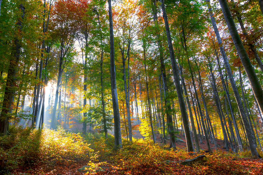 Autumn Colors Hdr Photograph by Gerber Andreas Photography