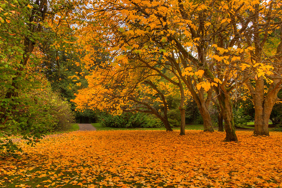 Autumn Colors I Photograph by Chris McKenna