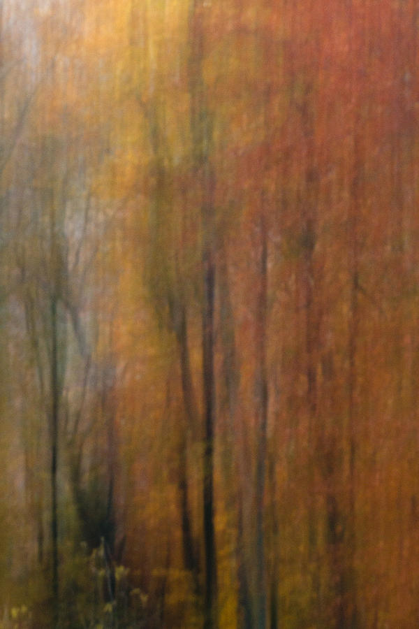 Autumn Colors III Photograph by Daniel Csoka