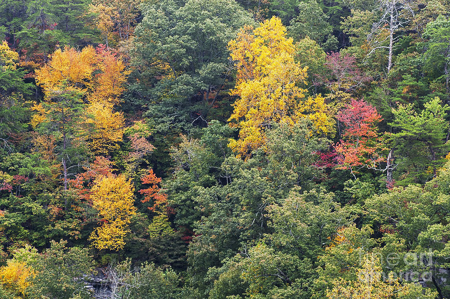 Autumn Colors in Little River Canyon Photograph by Bob Phillips