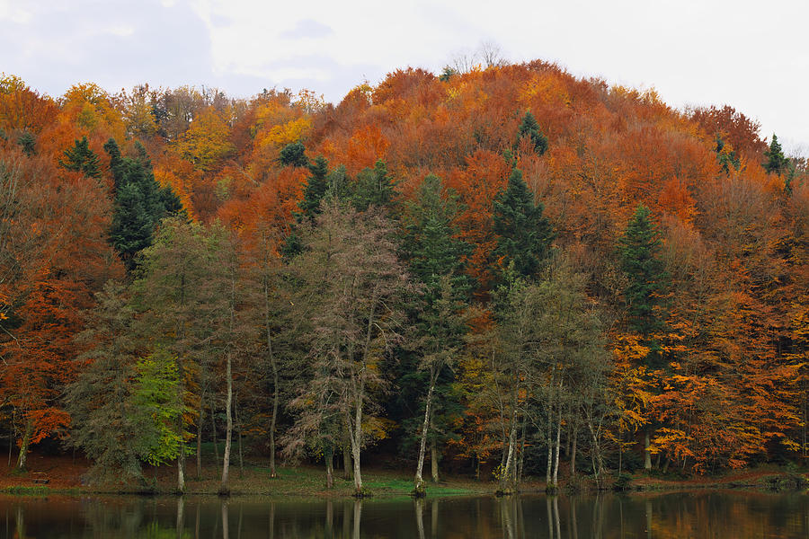 Autumn colors Photograph by Ivan Slosar