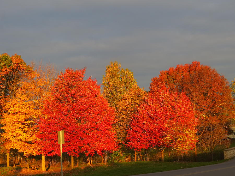Autumn Colors Photograph by Jeanette Oberholtzer