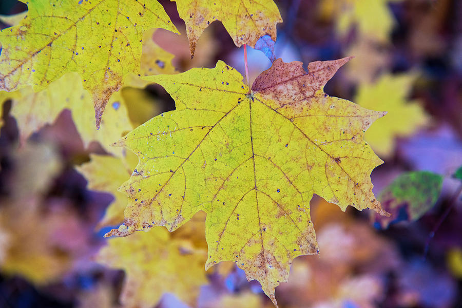 Autumn colors  leaves  Photograph by Marek Poplawski