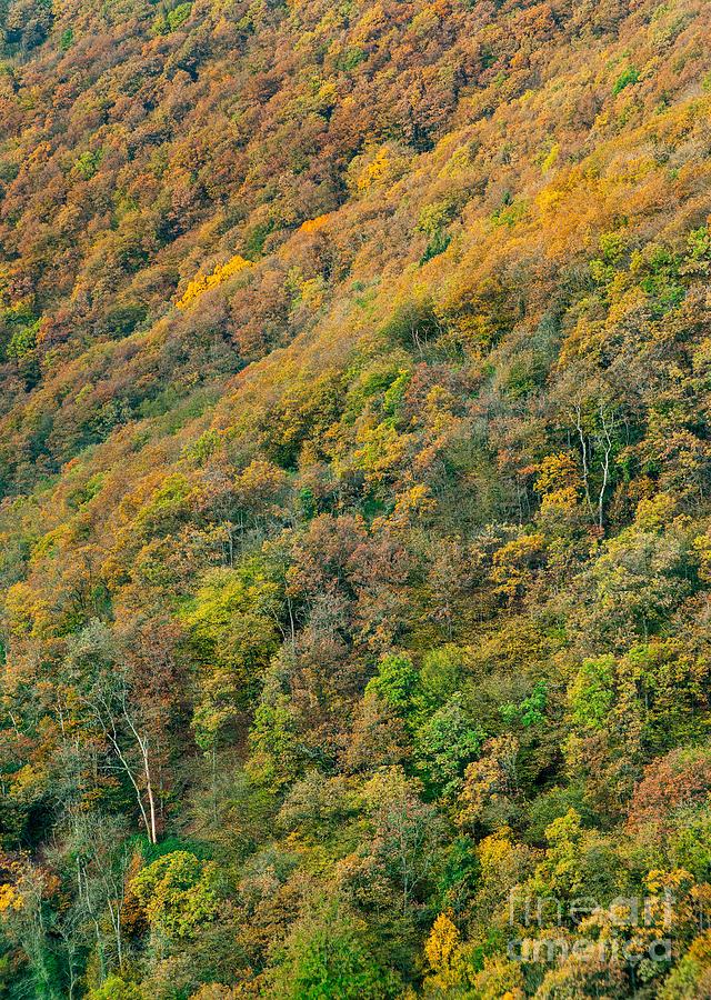 Fall Photograph - Autumn colors by Maciej Markiewicz