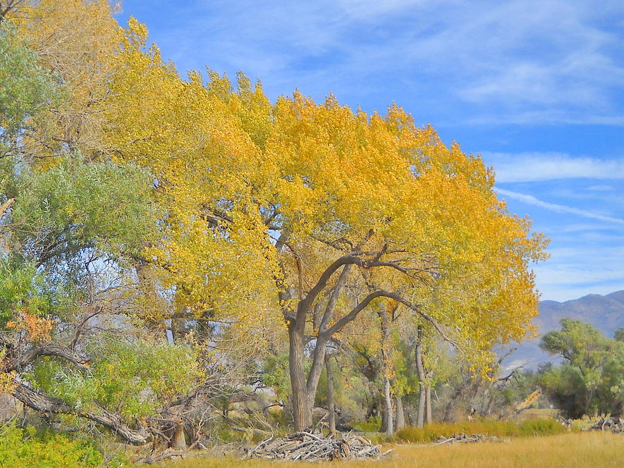 Autumn Colors Photograph by Marilyn Diaz