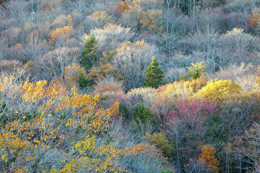 Autumn Colors Photograph by Nobythai