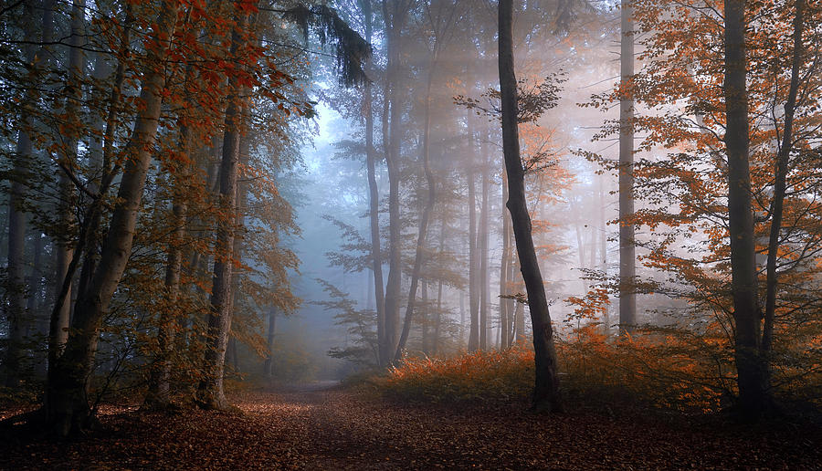 Autumn Colors Photograph by Norbert Maier