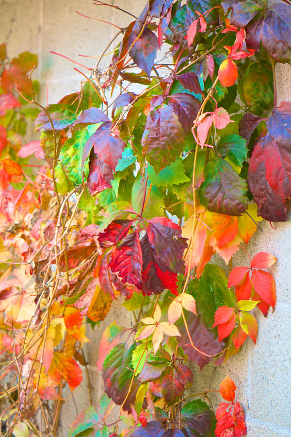 Autumn Colors of Virginia Creeper Photograph by Kristin Hatt
