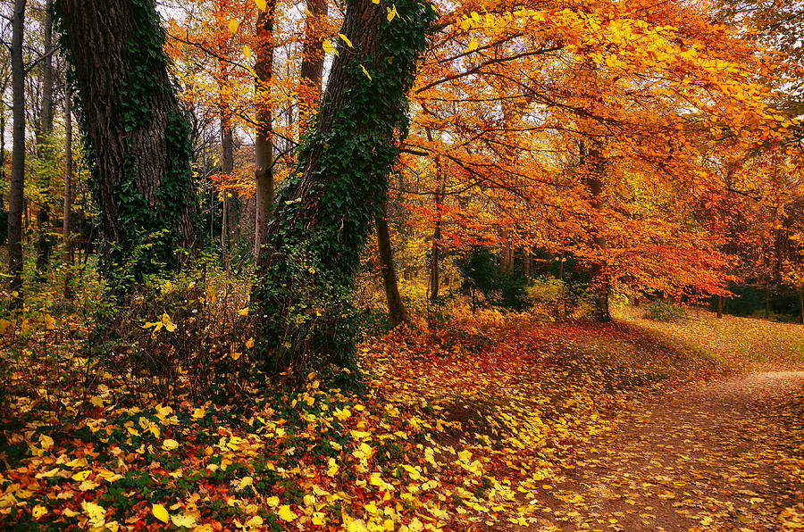 Fall Photograph - Autumn colors by Oleksandr Maistrenko