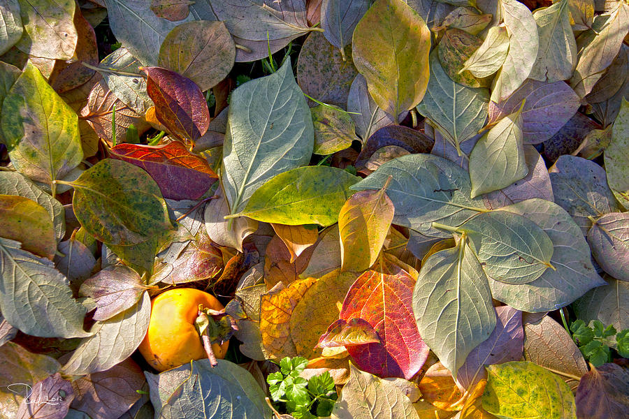 Autumn colors Photograph by Raffaella Lunelli