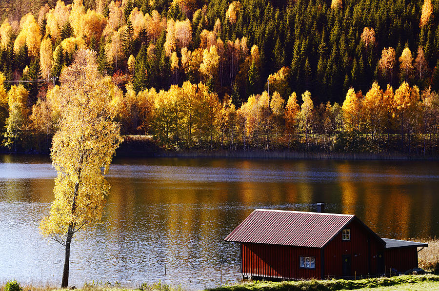 Autumn Colors Trees Lake And Forest Photograph by Christian Lagereek