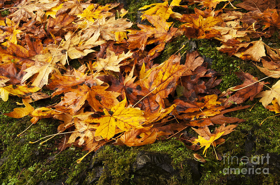 Autumn Colors Columbia River Gorge 2 Photograph by Vivian Christopher