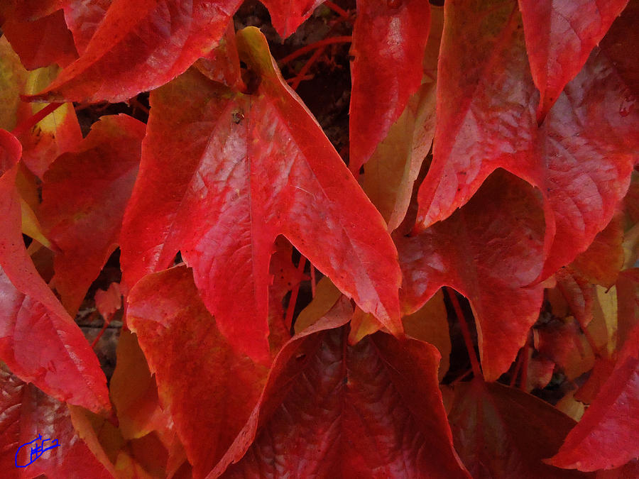Nature Photograph - Autumn Colour Change by Colette V Hera Guggenheim