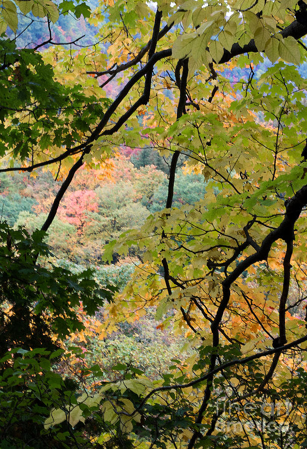 Autumn Colour Palette Photograph by Barbara McMahon
