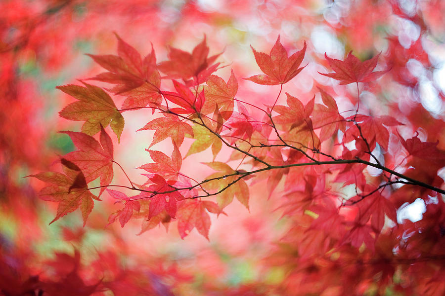 Autumn Coloured Leaves Photograph by Jacky Parker Photography