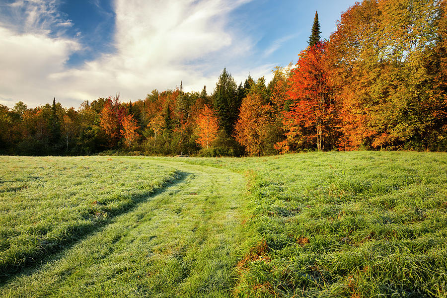Autumn Coloured Trees And A Grass Field Photograph by Jenna Szerlag