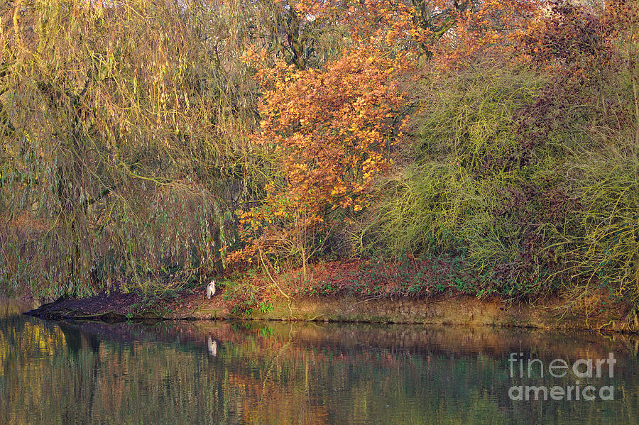 Autumn Colours and Heron Photograph by Jeremy Hayden