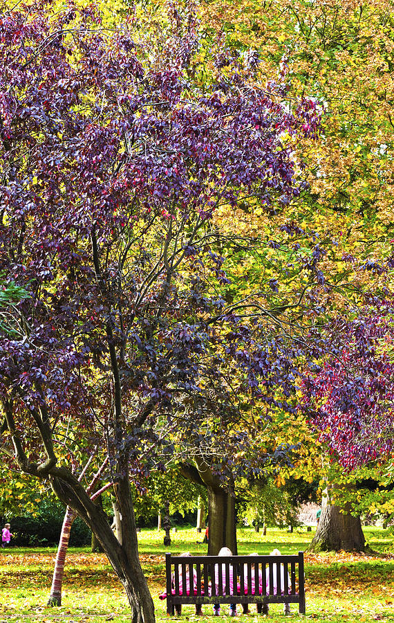 Fall Photograph - Autumn Colours at Hampton by Maj Seda