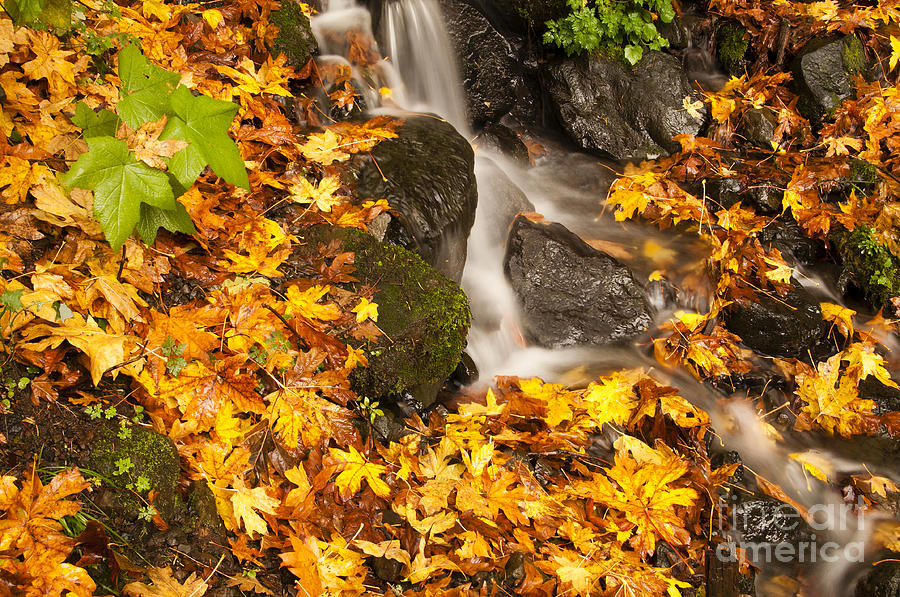 Autumn Colours Columbia River Gorge 4 Photograph by Vivian Christopher
