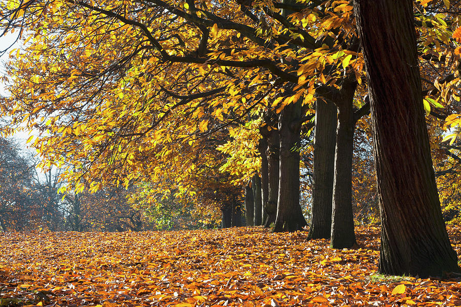 Autumn Colours In Greenwich Park With Photograph by Doug Mckinlay / Design Pics
