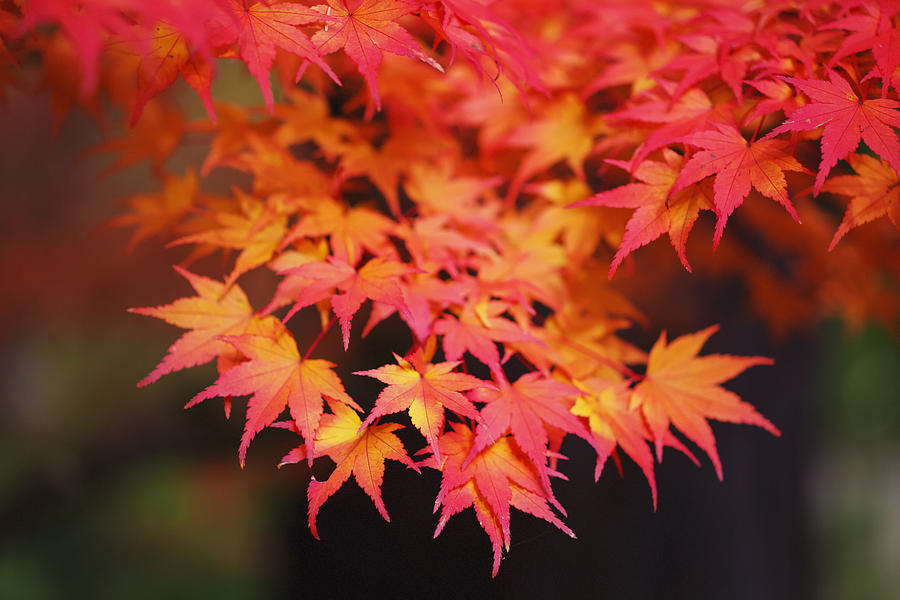 Autumn Colours in Portland Photograph by Craig Tuttle - Fine Art America