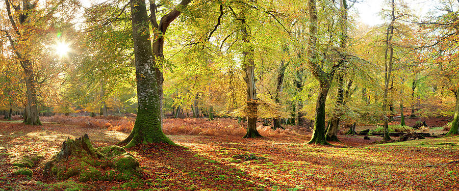 Autumn Colours In The New Forest Photograph by Travelpix Ltd