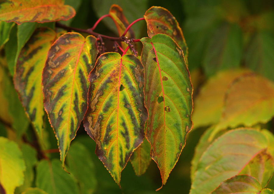 Autumn colours by Jacqui Collett Autumn colours by Jacqui Collett