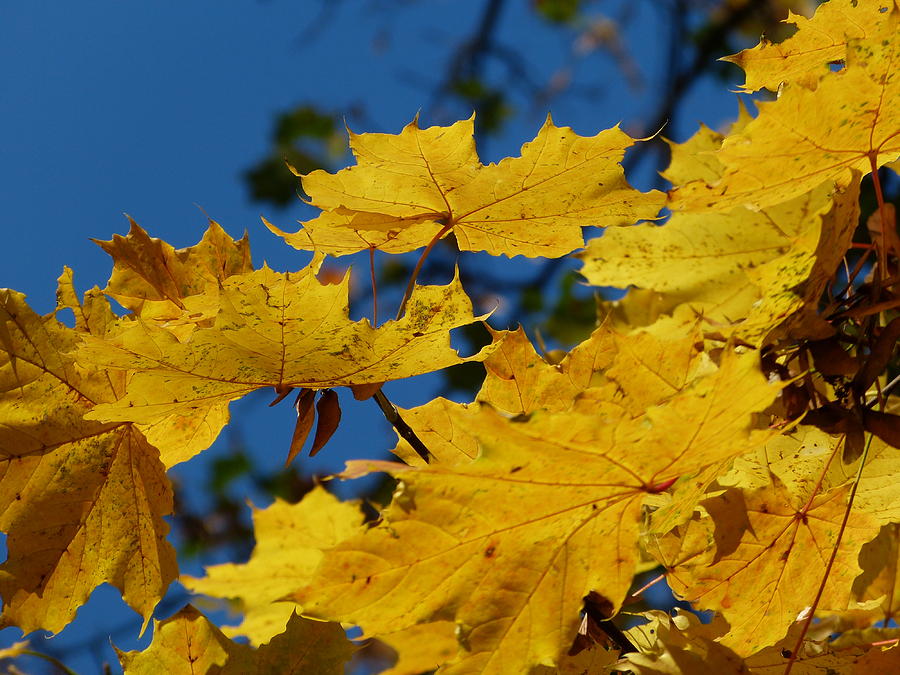 Autumn colours Photograph by Janina  Suuronen