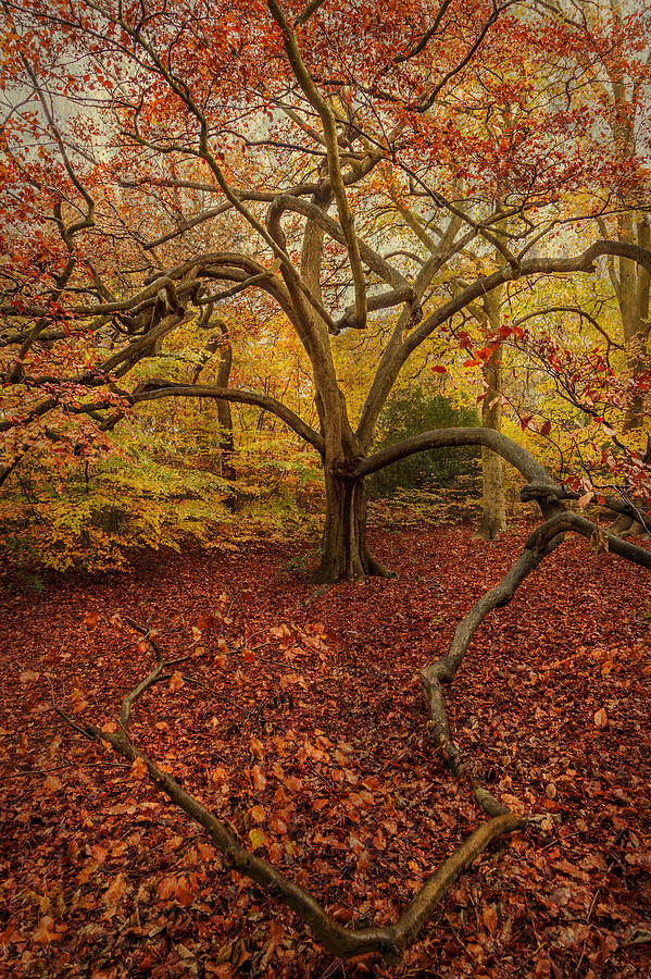 Tree Photograph - Autumn Colours by Stuart Gennery