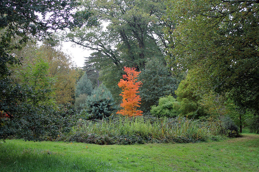 Autumn Colours Photograph by Tony Murtagh