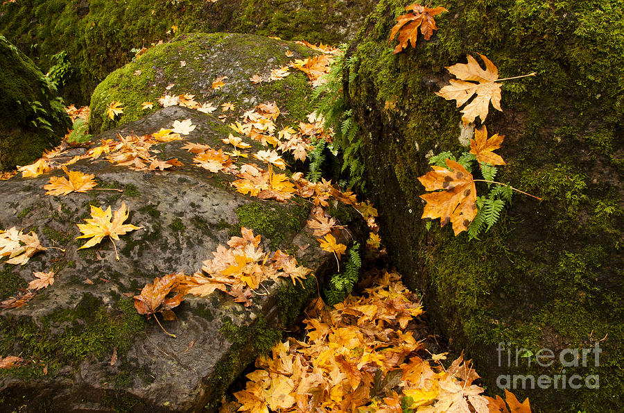 Autumn Colours Columbia River Gorge 5 Photograph by Vivian Christopher