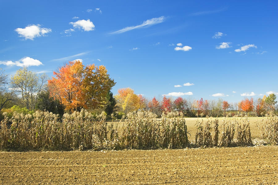 Autumn Corn Field After Harvest In Maine Photo Photograph by Keith Webber Jr
