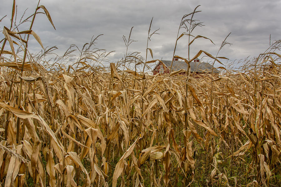 Autumn Corn Field And Barn Photograph
