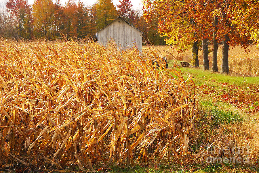 Autumn Corn Photograph by Mary Carol Story