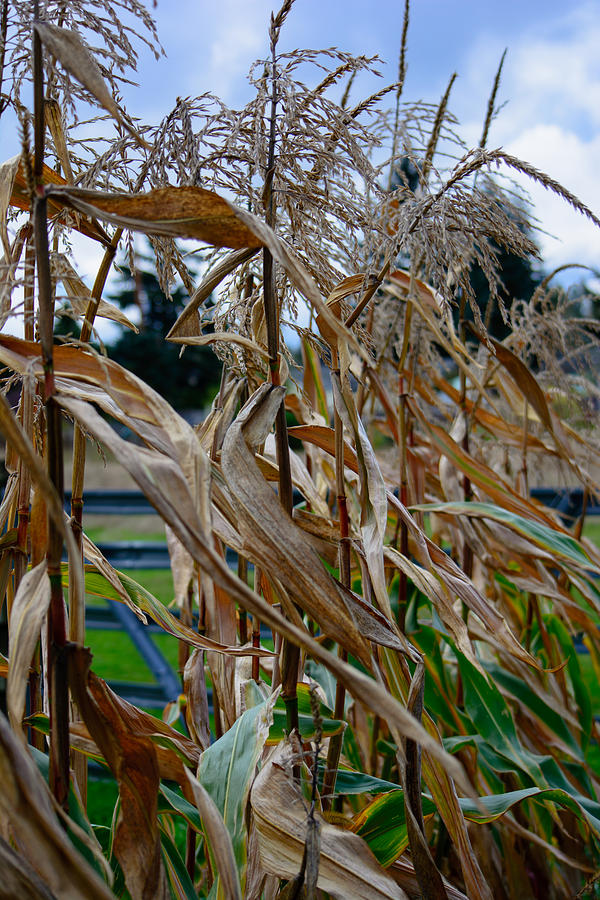 Autumn Corn Photograph by Tikvahs Hope