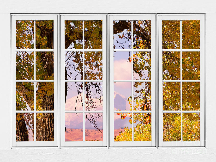 Autumn Cottonwood Tree Longs Peak White Window View Photograph by James BO Insogna