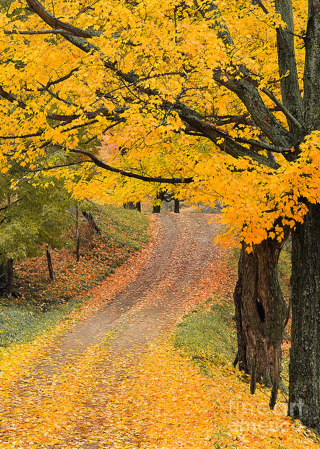 Autumn Country Road Photograph by Alan L Graham