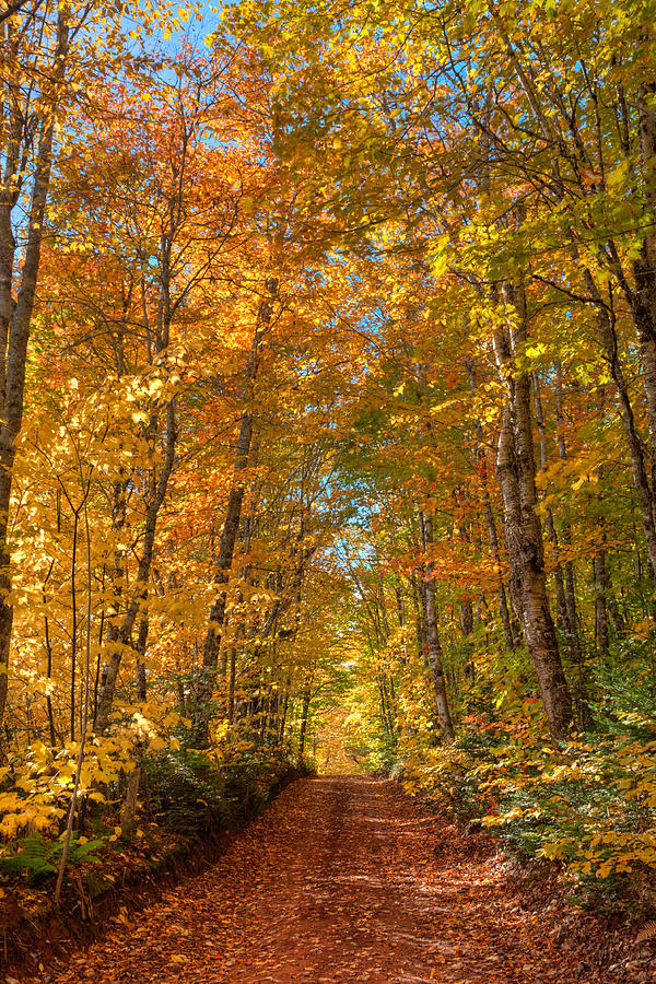 Autumn Country Road Photograph by Matt Dobson | Fine Art America