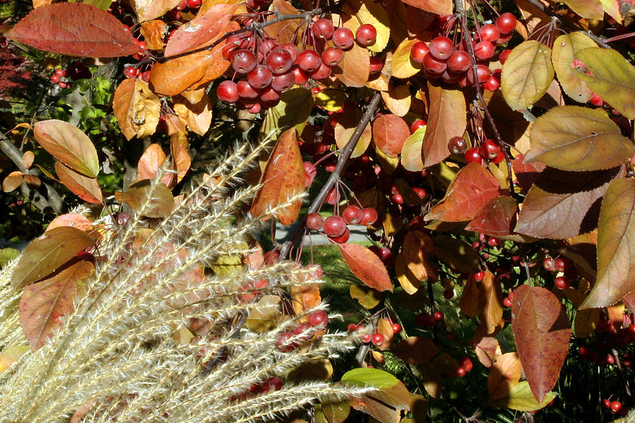 Autumn Crabapples and Tall Grass Photograph by Gene Walls
