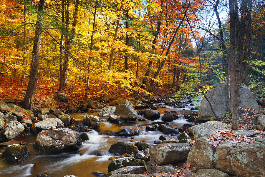 Autumn creek foliage Photograph by Songquan Deng