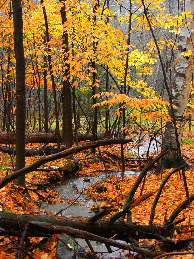 Autumn Creek in the Rain Photograph by Rodney Lee Williams