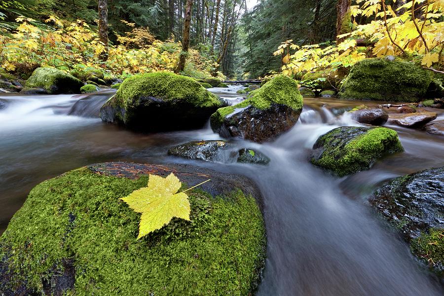 Autumn Creek Photograph by Tom Grubbe