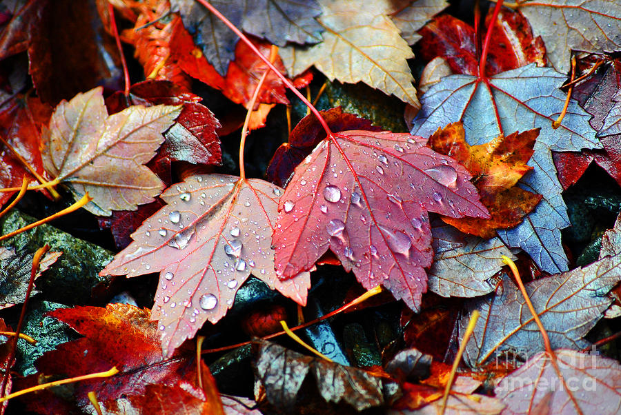 Autumn cries enhanced Photograph by Frank Larkin