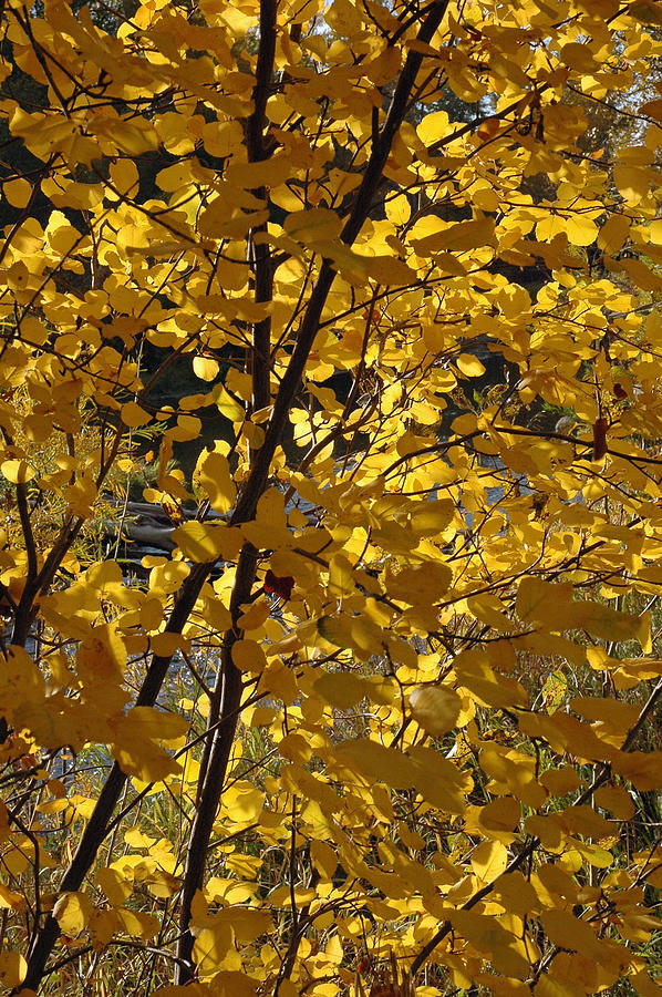 Autumn Cross Photograph by Bruce Gourley